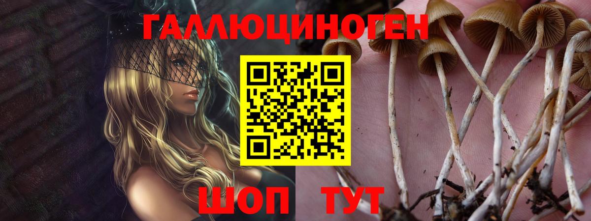 Галлюциногенные грибы Psilocybe Киров